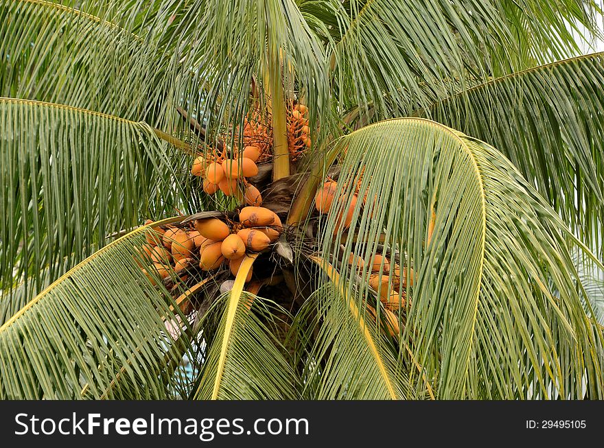 Yellow Unripe Coconuts On Tree