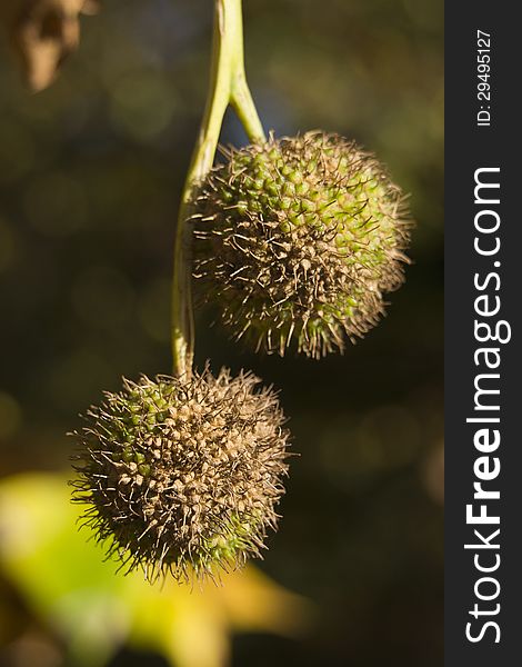 Chestnut in autumn getting ready to burst open