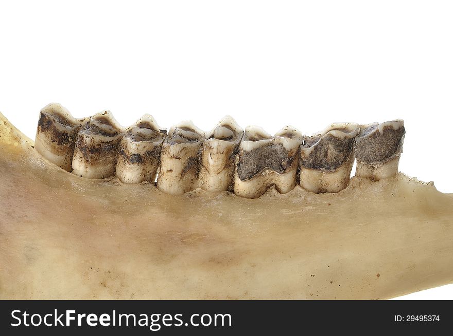 Macro closeup of worn teeth of deer in jawbone on white background. Macro closeup of worn teeth of deer in jawbone on white background