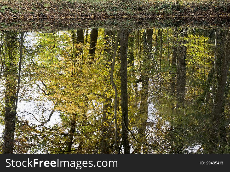 Trees reflecting in the pond of a park in autumn. Trees reflecting in the pond of a park in autumn