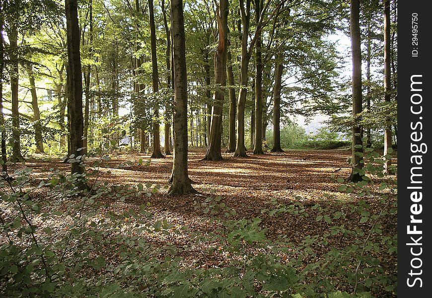 Sunny path in a forest in autumn colours with. Sunny path in a forest in autumn colours with