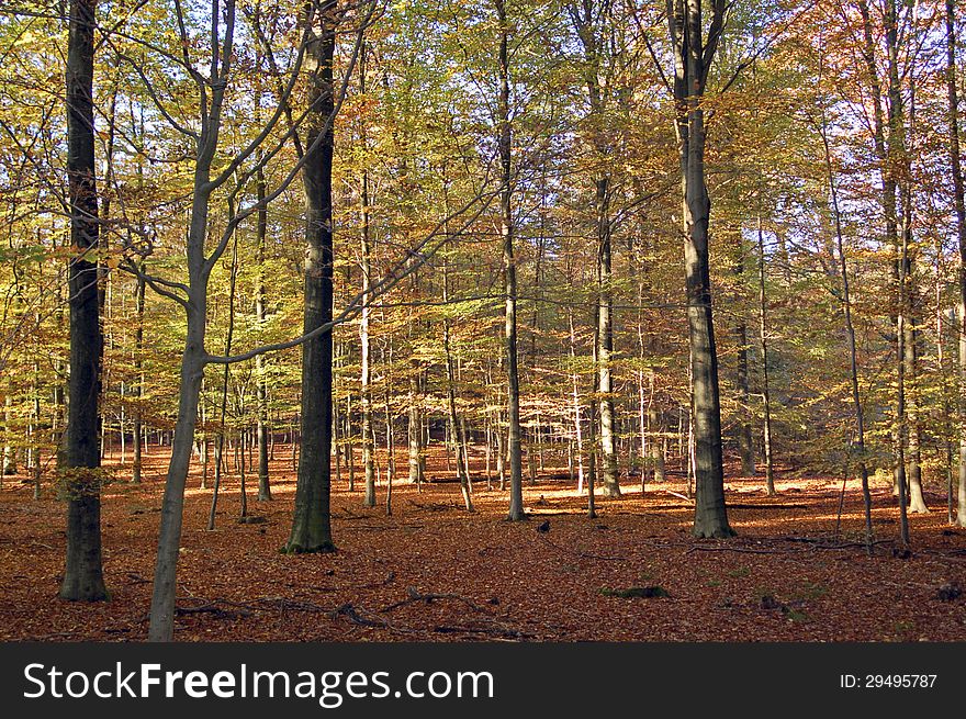 Sunny path in a forest in warm autumn colours. Sunny path in a forest in warm autumn colours