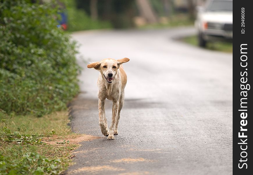 Stray dog runs on the road. Stray dog runs on the road