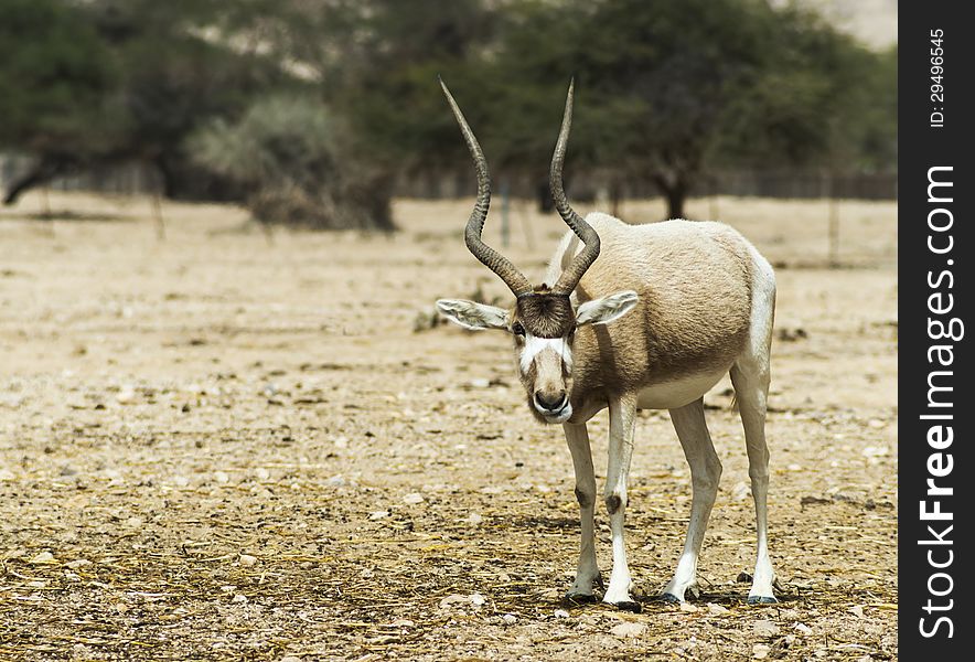 The antelope addax