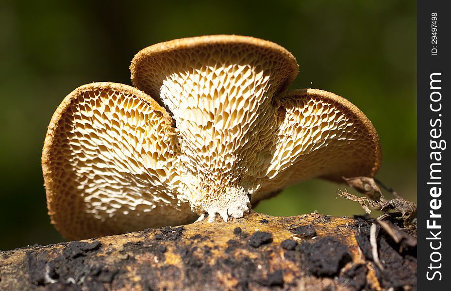 Mushrooms-vermin