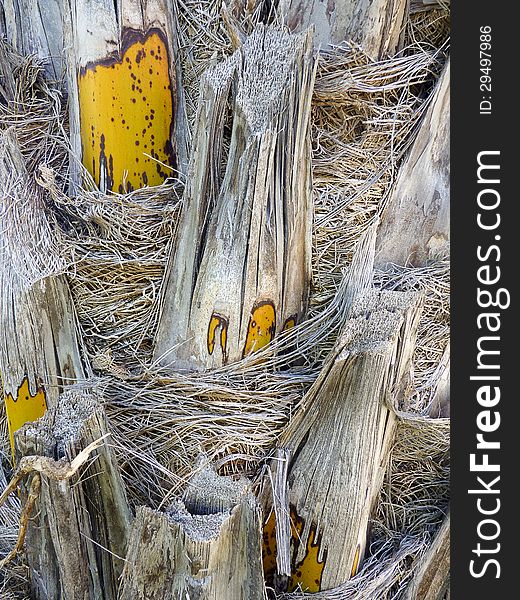 The rough textured surface of a date palm tree. The rough textured surface of a date palm tree