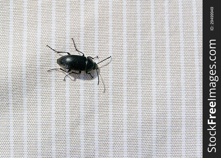 Black Beetle creeping on striped needle felt