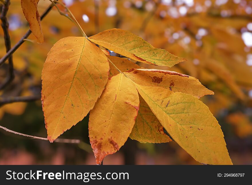 Beautiful vibrant colors of autumn foliage