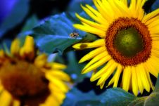 Sunflower Bumblebee Royalty Free Stock Image