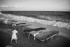 Dog On Beach Stock Photo