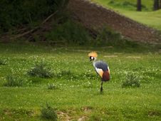 Grey Crowned Crane Stock Photo Grey Crowned Crane Stock Photo