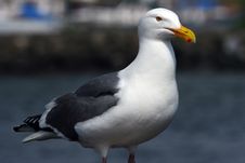 Seagull Stock Photography