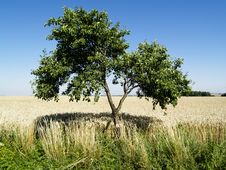 Two Trees And Field Royalty Free Stock Photography