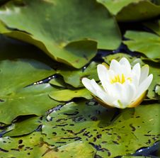 White Yellow Waterlily Lotus Stock Image White Yellow Waterlily Lotus Stock Image