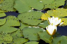 White Yellow Waterlily Lotus Stock Photos White Yellow Waterlily Lotus Stock Photos