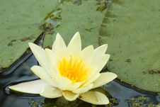 White Yellow Waterlily Lotus Royalty Free Stock Photography White Yellow Waterlily Lotus Royalty Free Stock Photography
