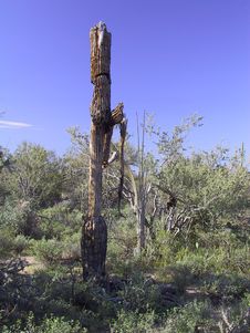 Dead Saguaro Cactus Stock Photo Dead Saguaro Cactus Stock Photo