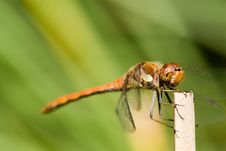 Red Dragonfly Close-up Royalty Free Stock Photography