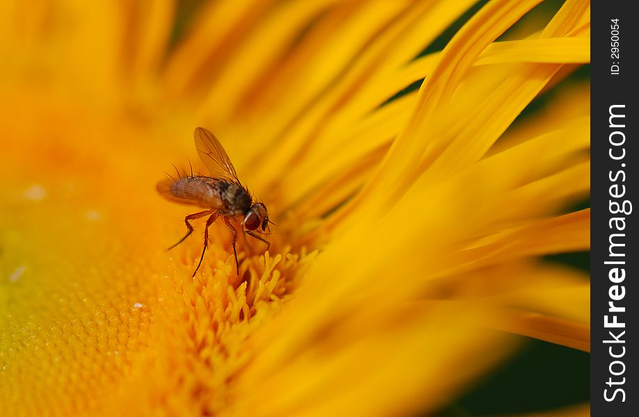 The small fly on a yellow flower