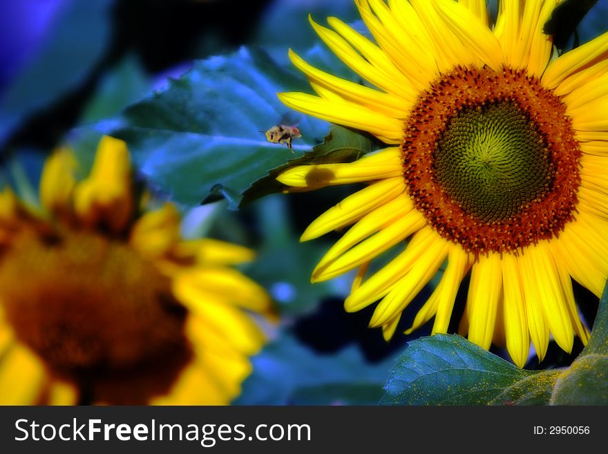 Sunflower Bumblebee