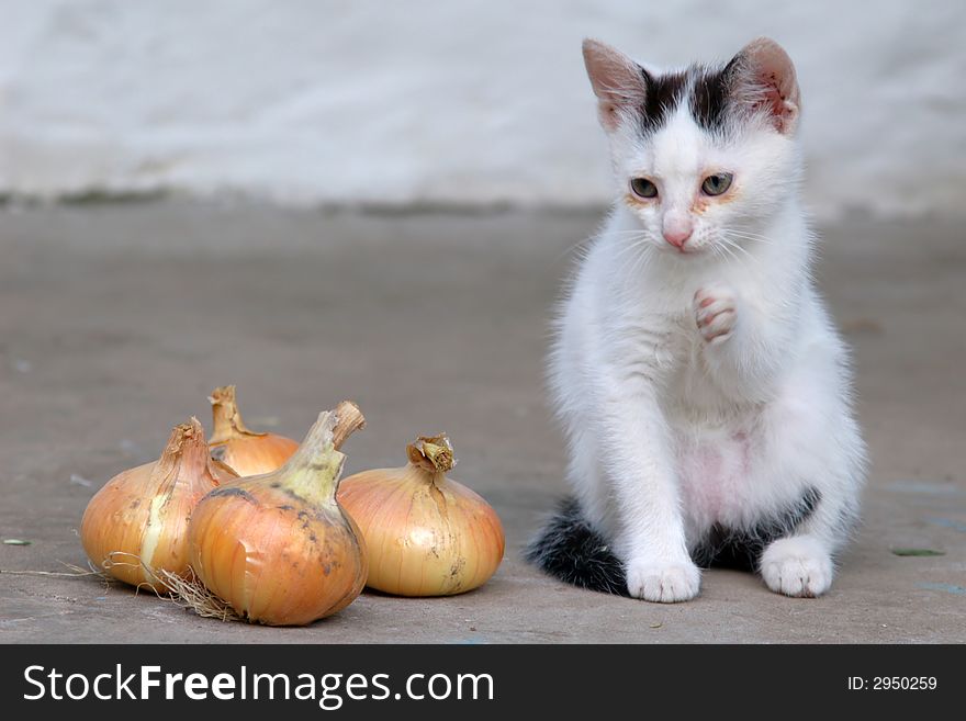 The image of a cat with onions