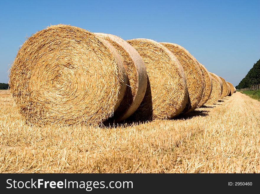 Rolls of harvested hay, lying in the field. Rolls of harvested hay, lying in the field