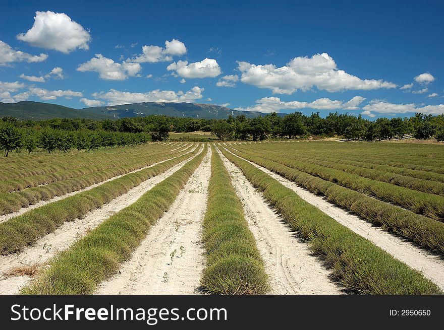 Harvested lavender fields in Provence, France