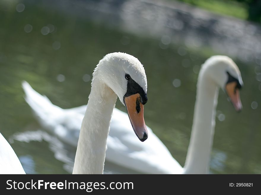 Two swans in a pond. Two swans in a pond
