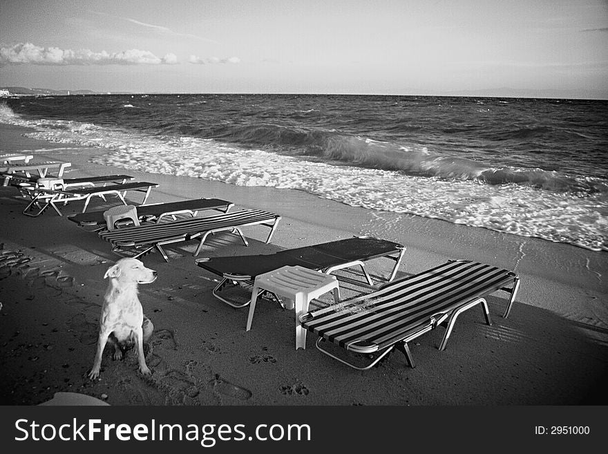 Dog sitting on the coast of Aegean Sea, Greece looking East. Dog sitting on the coast of Aegean Sea, Greece looking East.