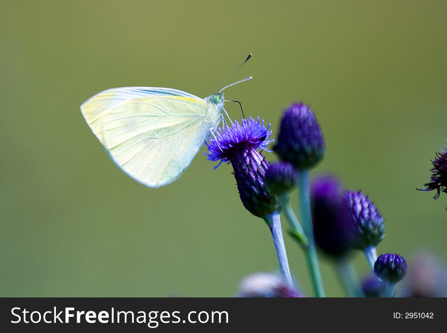 Elegant and cool white butterfly on the flower.