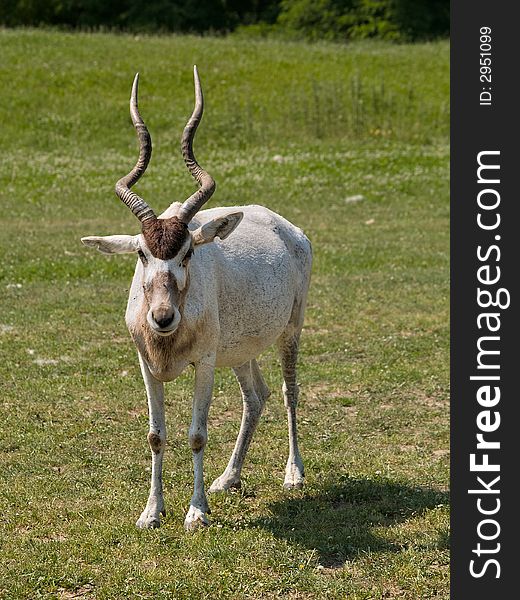 White antelope on the green meadow