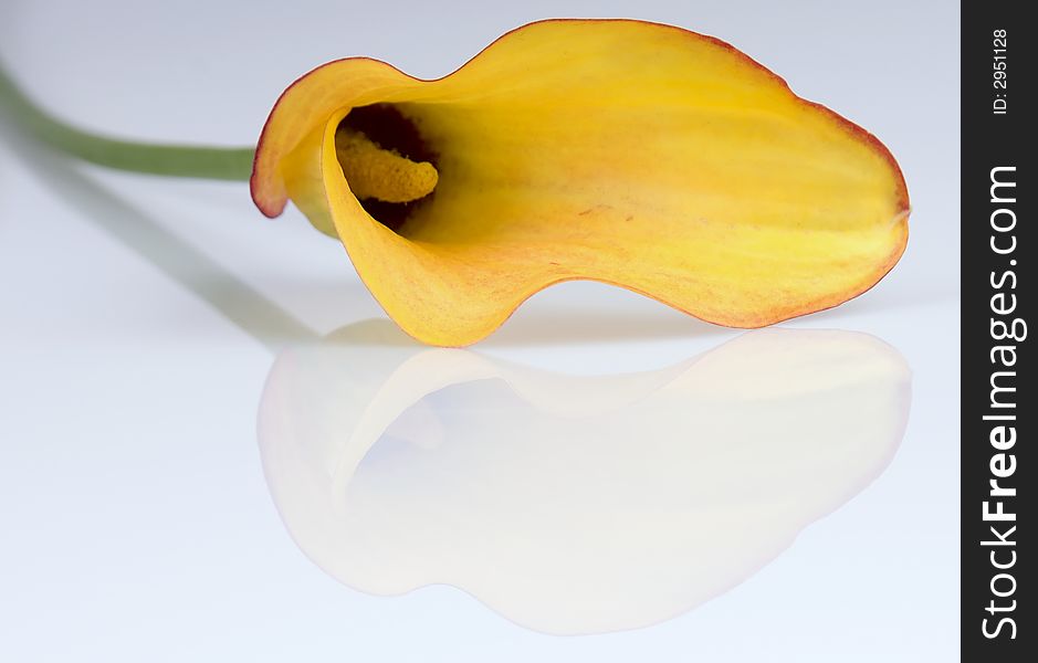 Yellow arum isolated over white background with reflection