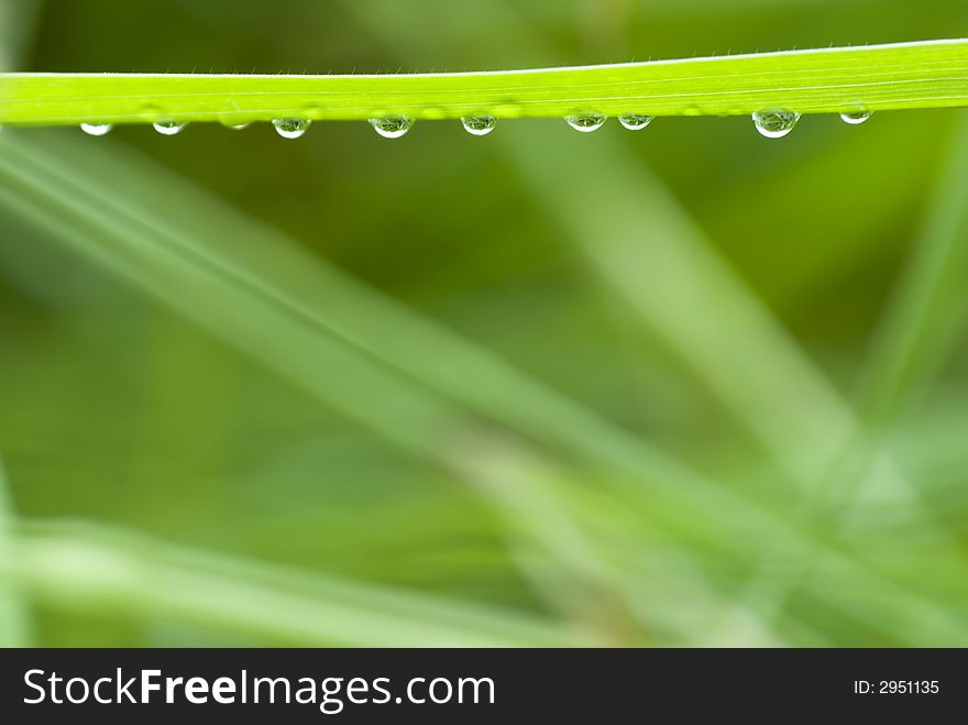 Grass with hanging droplets