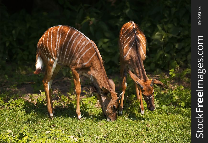 Young Antelopes Feeding on Grass. Young Antelopes Feeding on Grass