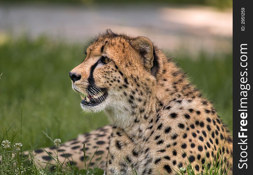 Portrait of lying cheetah looking sideway