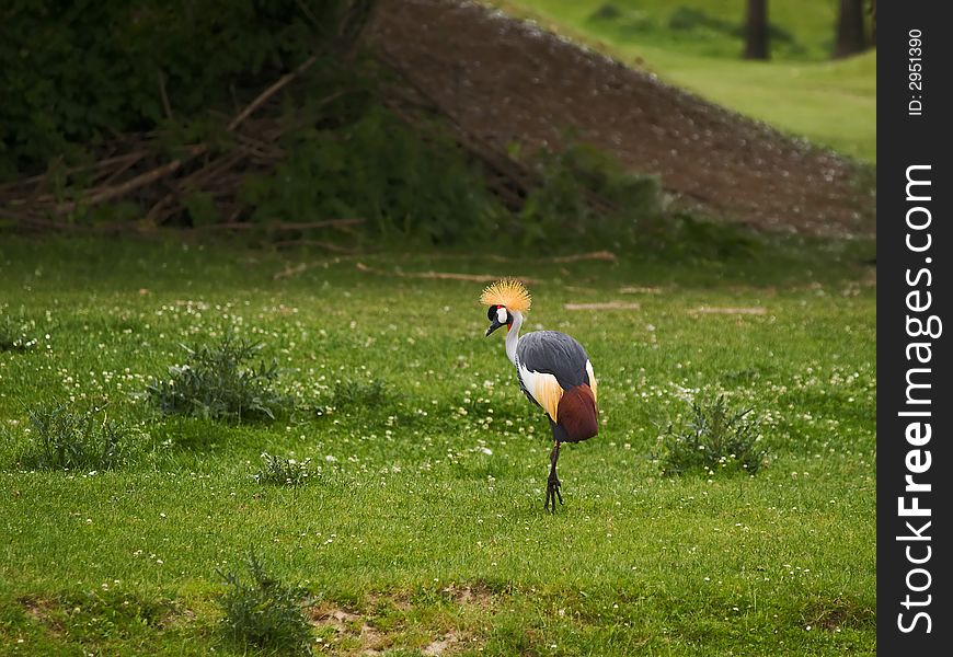 Grey Crowned Crane walking on the meadow