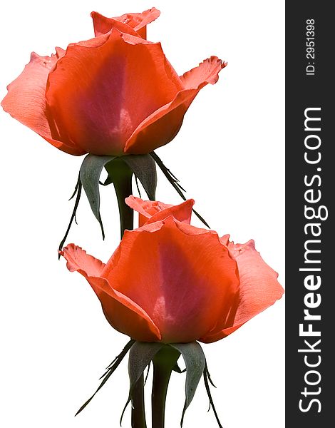 Red Roses Isolated