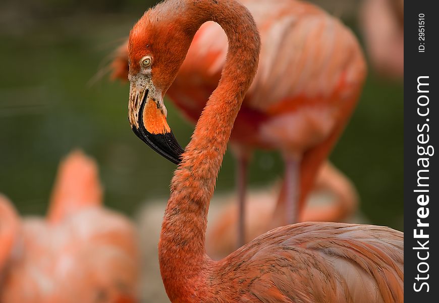 Colony of resting pink flamingos
