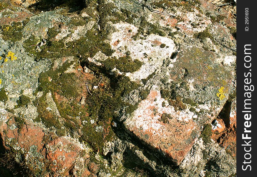 Moss and lichen on the concrete old wall. Moss and lichen on the concrete old wall