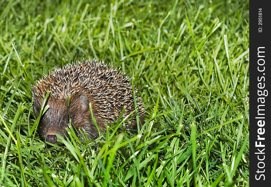 Hedgehog In The Grass