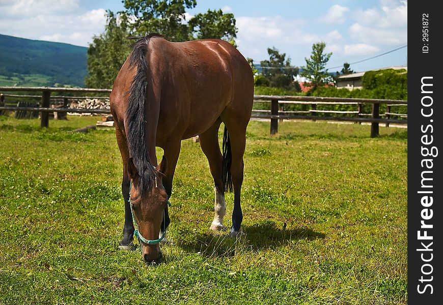 Feeding horse on the grass