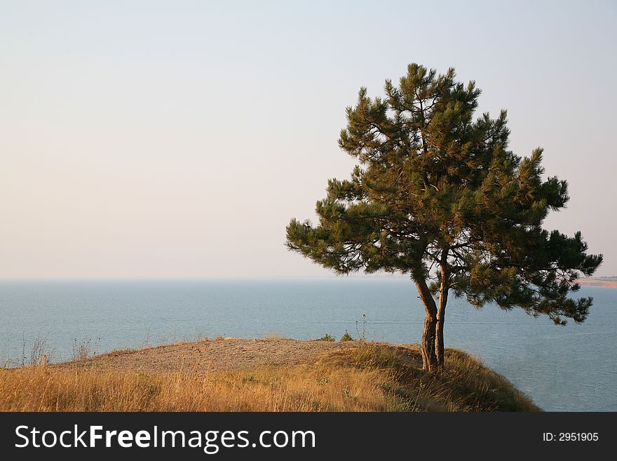 Alone pine on the steep shore