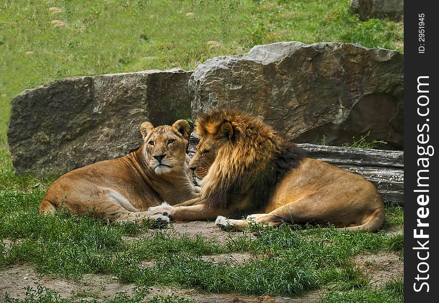 Lion and lioness lying and resting. Lion and lioness lying and resting