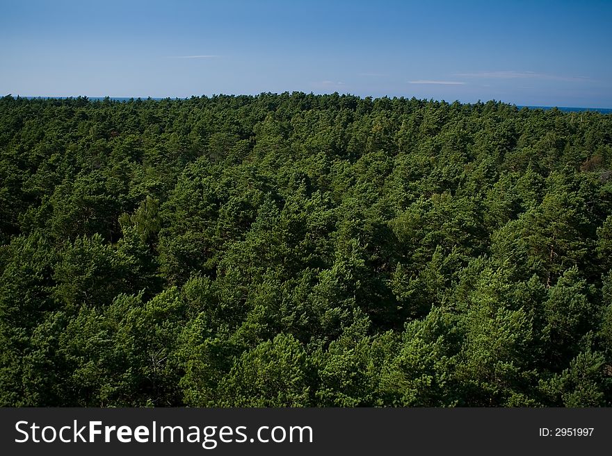 Green forest over clean blue sky. Green forest over clean blue sky