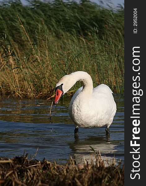 Swan on the shore of the lake