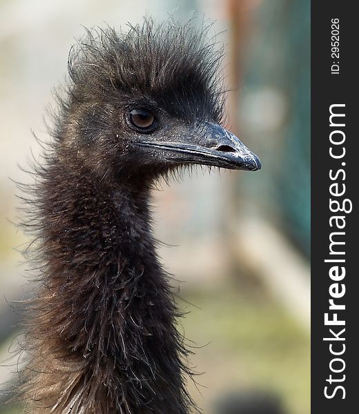 Detailed portrait of the ostrich