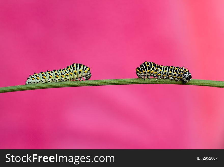 Two caterpillars of swallowtail butterfly - Papilio machaon larva