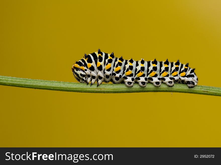 Caterpillar of swallowtail butterfly - Papilio machaon larva