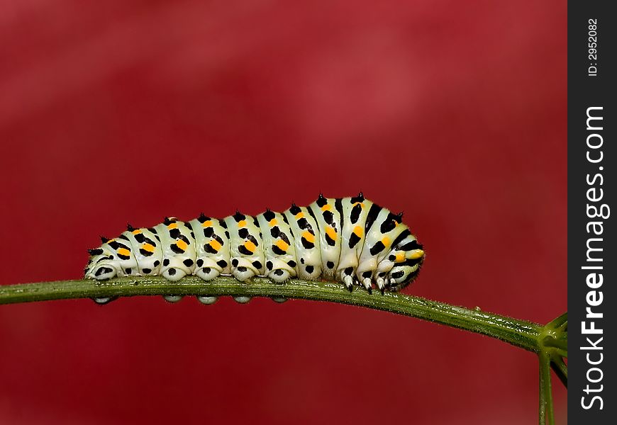 Papilio Machaon Larva