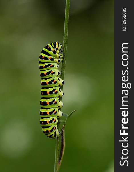 Adult caterpillar of swallowtail butterfly - Papilio machaon larva